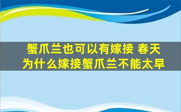 蟹爪兰也可以有嫁接 春天为什么嫁接蟹爪兰不能太早